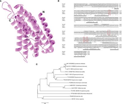 An Iron Transporter Is Involved in Iron Homeostasis, Energy Metabolism, Oxidative Stress, and Metacyclogenesis in Trypanosoma cruzi